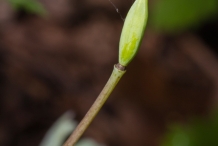 Bloodroot-pod