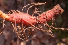 Bloodroot