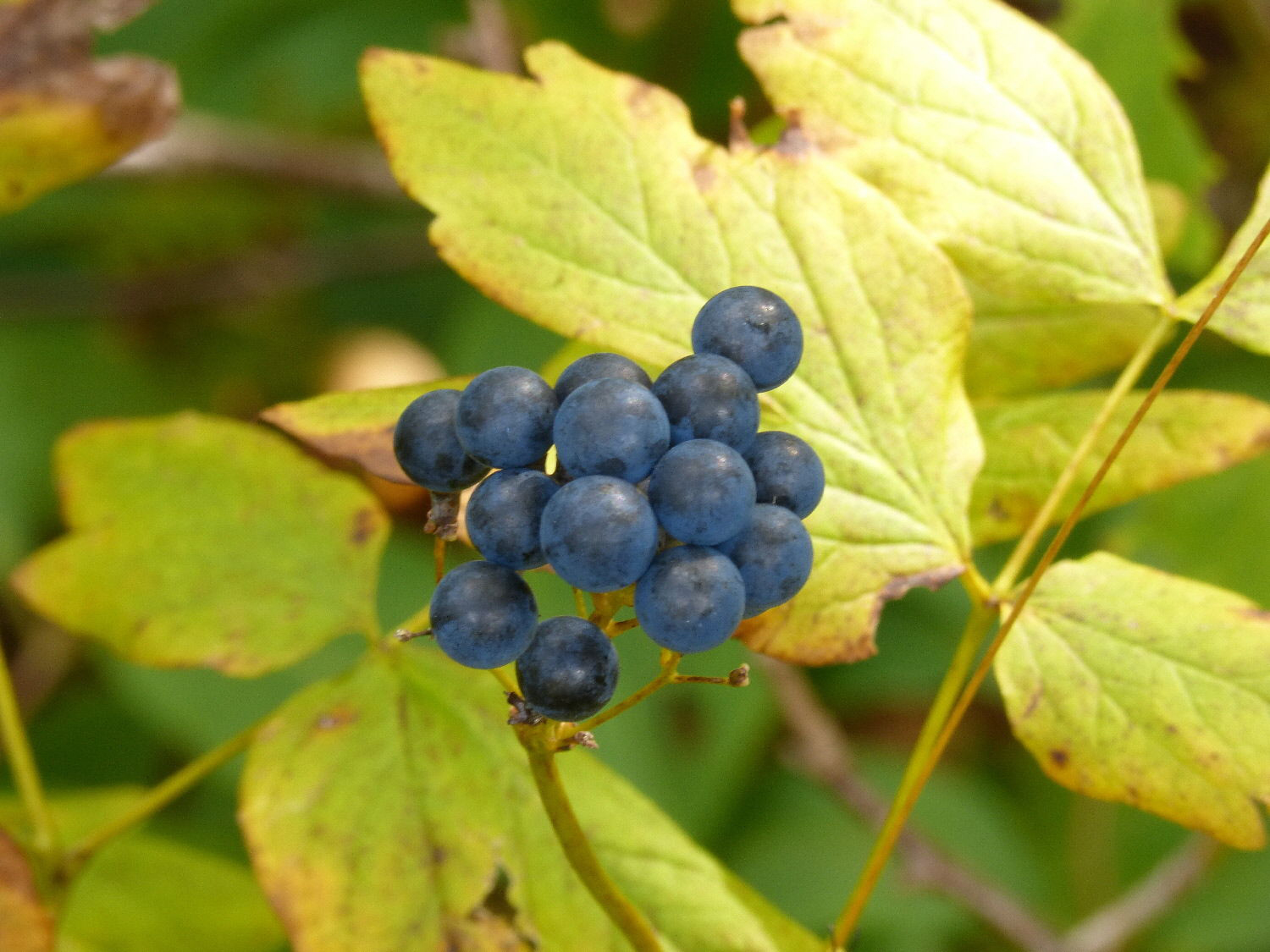 Blue-Cohosh-berries