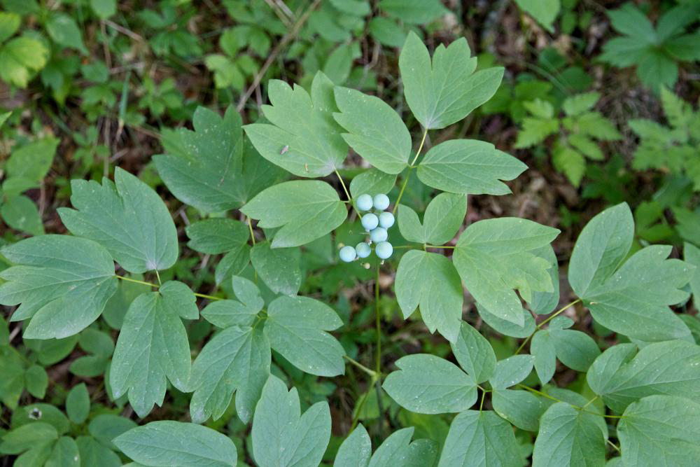 Blue-Cohosh-leaves