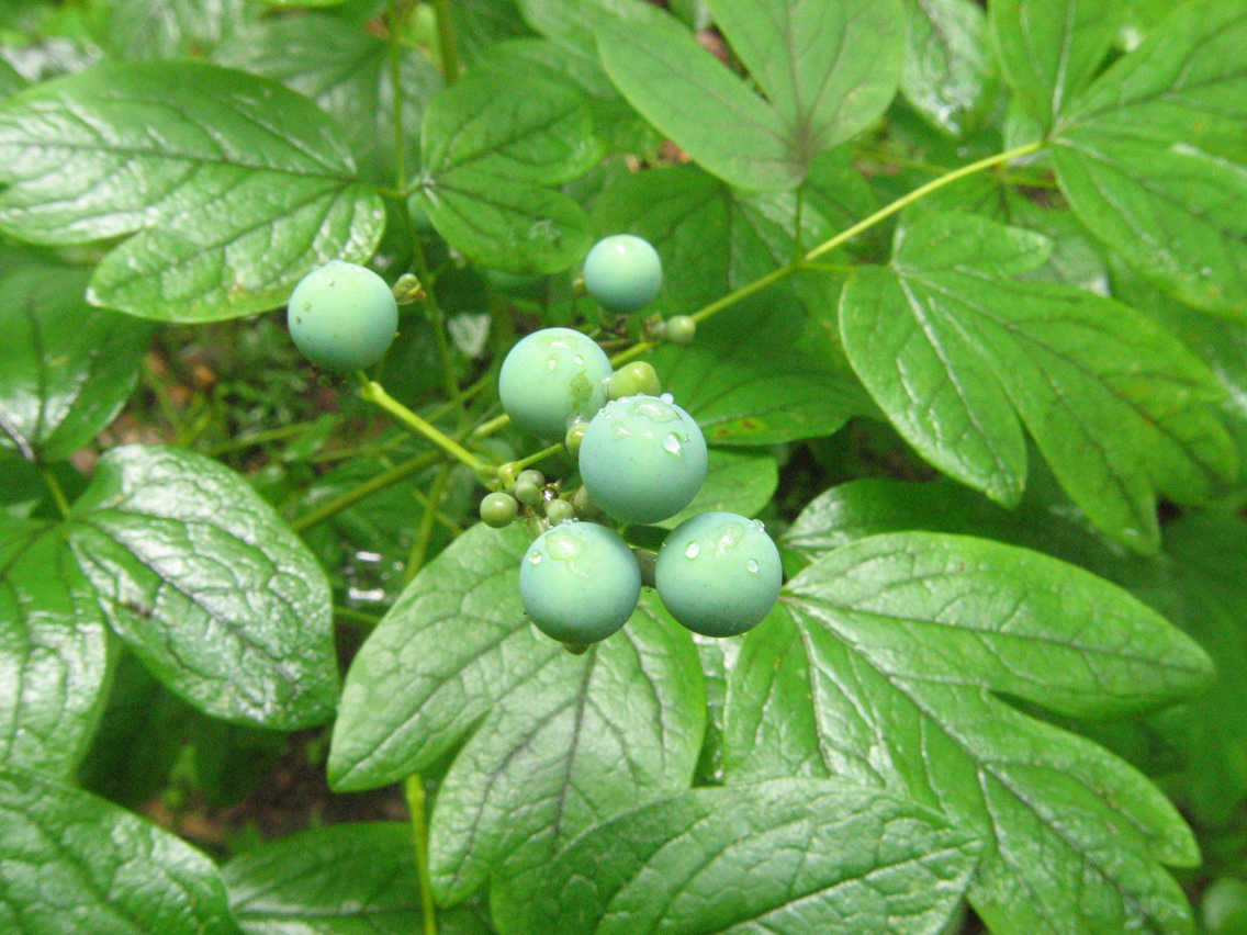 Unripe-berries-of-Blue-Cohosh