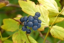 Blue-Cohosh-berries