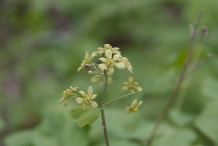 Blue-Cohosh-flower