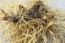 Blue-Cohosh-roots