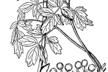 Drawing-of-Blue-Cohosh