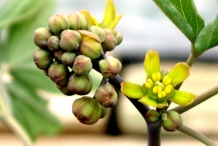 Flower-bud-of-Blue-Cohosh