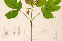 Illustration-of-Blue-Cohosh