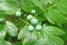 Unripe-berries-of-Blue-Cohosh
