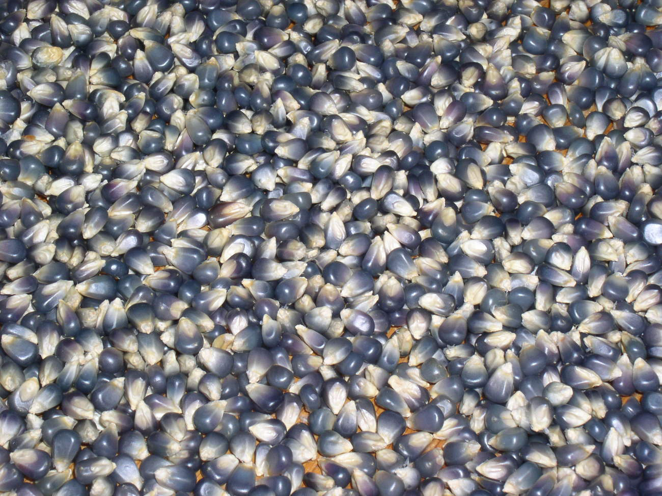 Blue-corn-kernels
