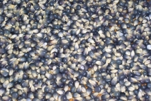 Blue-corn-kernels