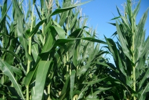 Blue-corn-leaves