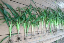 Blue-corn-plant