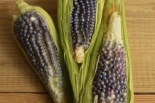 Blue-corn