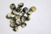 Close-view-of-Blue-corn-kernels
