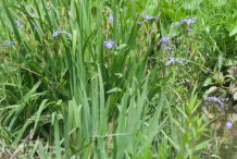 Blue-Irish-Bushes