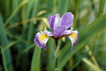 Blue-Irish-Flower