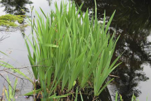 Blue-Irish-Plant