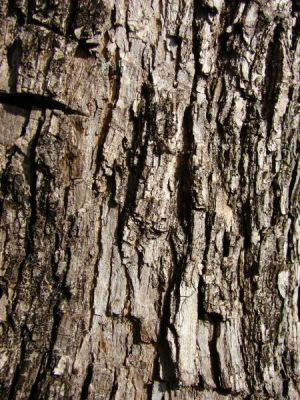 Bark-of-Blue-Jacaranda-tree