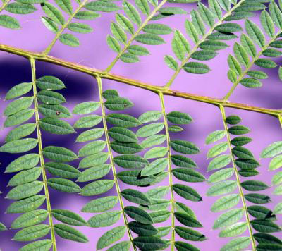 Closer-view-of-leaf-of-Blue-Jacaranda