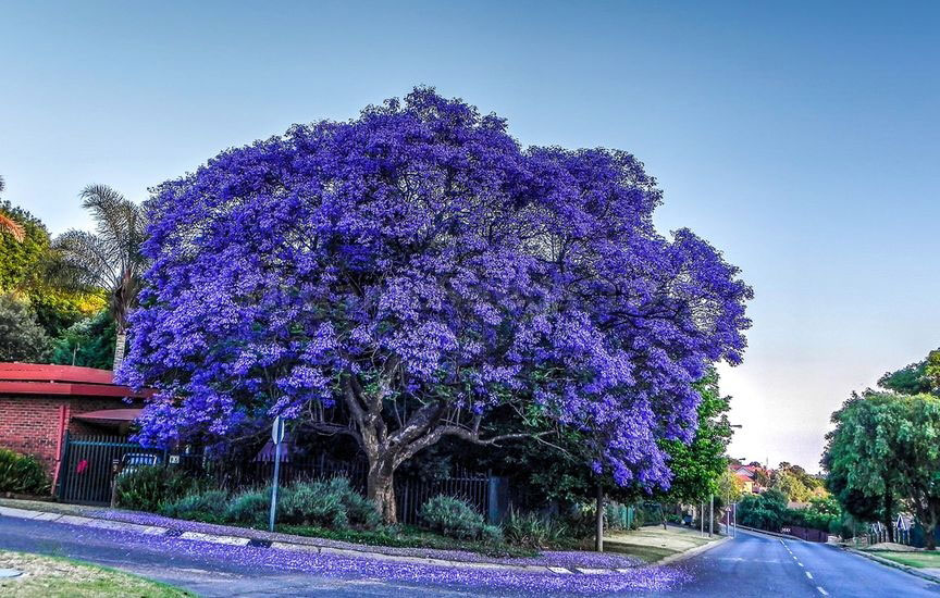 Facts About Blue Jacaranda Health Benefits