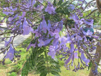 Flowers-of-Blue-Jacaranda