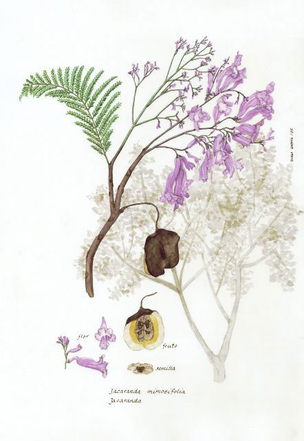 Plant-Illustration-of-Blue-Jacaranda
