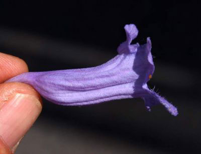 Single-Blue-Jacaranda-flower