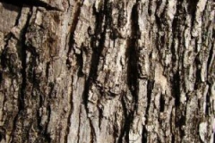Bark-of-Blue-Jacaranda-tree
