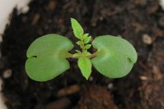 Blue-Jacaranda-Sprout