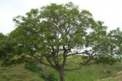 Blue-Jacaranda-Tree