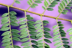 Closer-view-of-leaf-of-Blue-Jacaranda