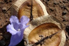 Dried-fruits-of-Blue-Jacaranda