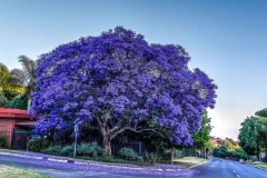Flowering-Blue-Jacaranda-tree
