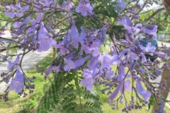 Flowers-of-Blue-Jacaranda