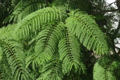 Leaves-of-Blue-Jacaranda