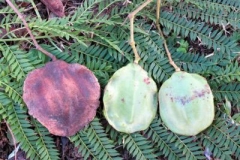 Mature-and-Immature-fruits-of-Blue-Jacaranda