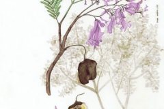 Plant-Illustration-of-Blue-Jacaranda