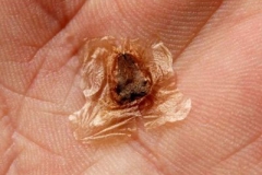 Seed-of-Blue-Jacaranda