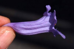 Single-Blue-Jacaranda-flower