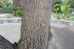 Trunk-of-Blue-Jacaranda