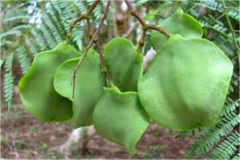 Unripe-fruits-of-Blue-Jacaranda