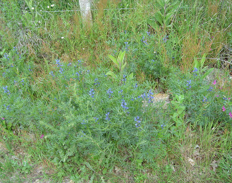 Blue-lupin-plants-growing-wild