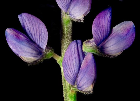 Closer-view-of-flower-of-Blue-lupin