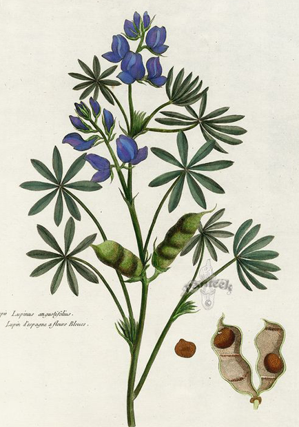 Plant-Illustration-of-Blue-lupin
