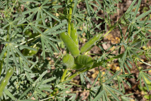 Immature-fruits-of-Blue-lupin