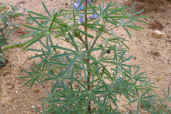 Blue-lupin-Plant