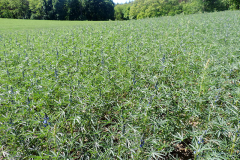 Blue-lupin-grown-on-field