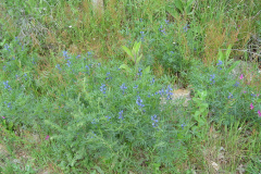 Blue-lupin-plants-growing-wild