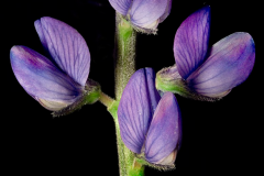 Closer-view-of-flower-of-Blue-lupin