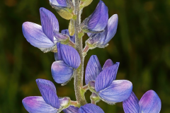 Flower-of-Blue-lupin
